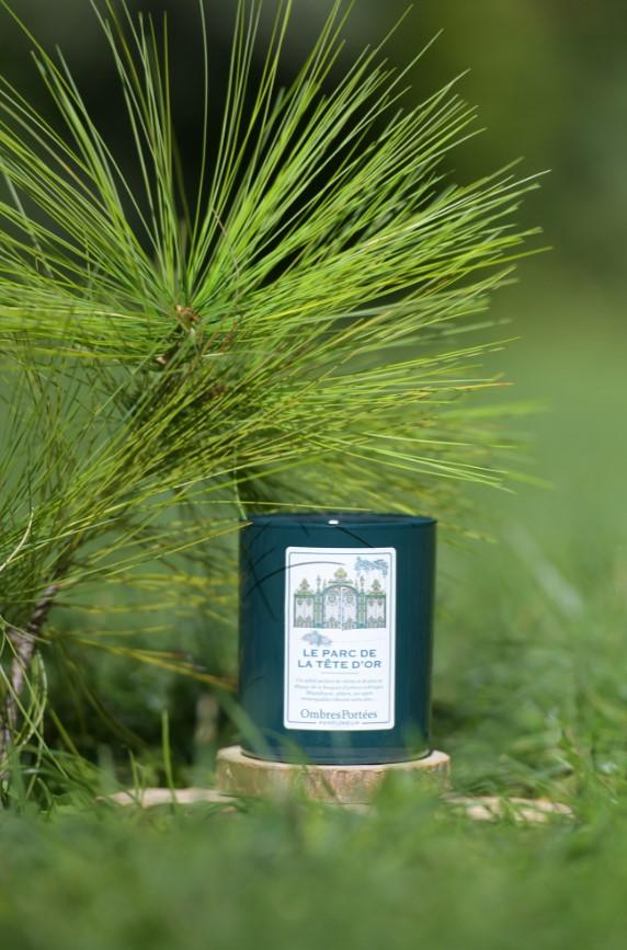 bougie dans les pins du parc