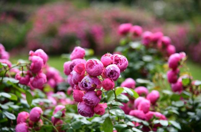 inspiration de roses du parc